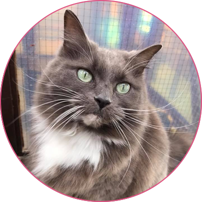 Cliffe Cattery | Cattery in Rochester Medway Kent Cliffe Cattery | Cattery in Rochester Medway Kent
