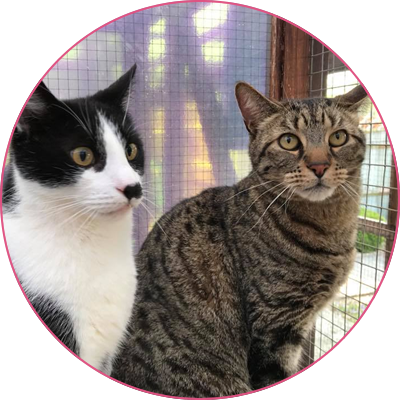 Cliffe Cattery | Cattery in Rochester Medway Kent