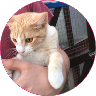 Cliffe Cattery | Cattery in Rochester Medway Kent