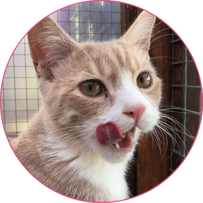 Cliffe Cattery | Cattery in Rochester Medway Kent