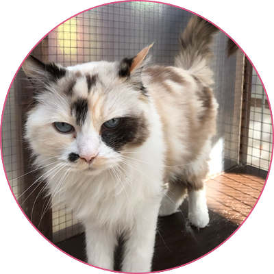 Cliffe Cattery | Cattery in Rochester Medway Kent