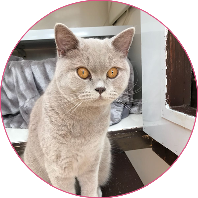 Cliffe Cattery | Cattery in Rochester Medway Kent