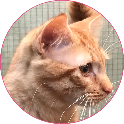Cliffe Cattery | Cattery in Rochester Medway Kent