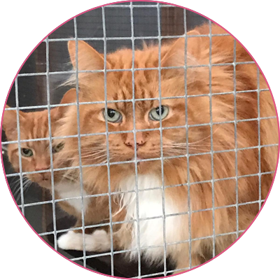 Cliffe Cattery | Cattery in Rochester Medway Kent