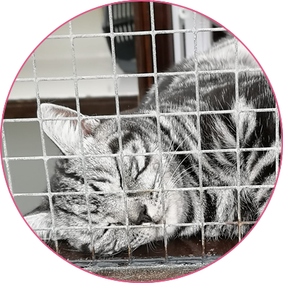 Cliffe Cattery | Cattery in Rochester Medway Kent