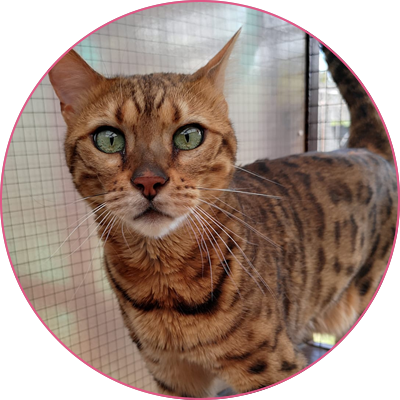 Cliffe Cattery | Cattery in Rochester Medway Kent