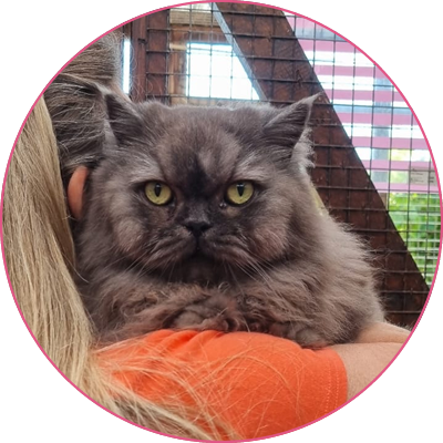 Cliffe Cattery | Cattery in Rochester Medway Kent