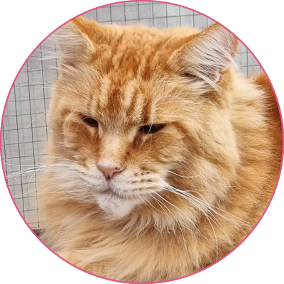Cliffe Cattery | Cattery in Rochester Medway Kent